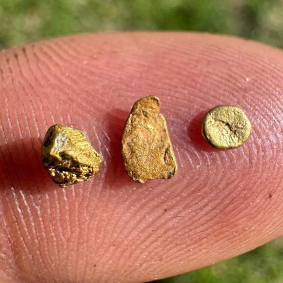 California Gold Nuggets in Display Case - 0.31 grams - Picture 1 of 4